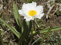 Ranunculus kuepferi 6, Saxifraga-Jan van der Straaten