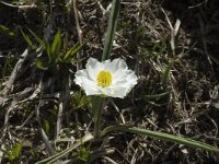Ranunculus kuepferi 8, Saxifraga-Marijke Verhagen