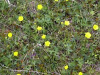 Ranunculus lapponicus 4, Saxifraga-Hans Grotenhuis