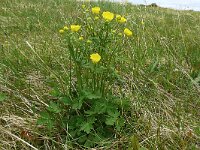 Ranunculus lapponicus 5, Saxifraga-Hans Grotenhuis