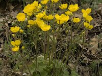 Ranunculus macrophyllus 4, Saxifraga-Willem van Kruijsbergen