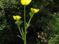 Ranunculus macrophyllus 5, Saxifraga-Rutger Barendse