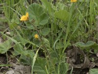 Ranunculus macrophyllus 7, Saxifraga-Willem van Kruijsbergen