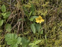 Ranunculus macrophyllus 8, Saxifraga-Willem van Kruijsbergen