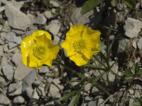 Ranunculus montanus 2, Saxifraga-Jan van der Straaten