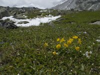 Ranunculus montanus 6, Saxifraga-Willem van Kruijsbergen