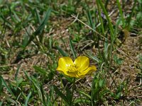 Ranunculus montanus 7, Saxifraga-Jeroen Willemsen