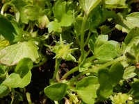 Ranunculus muricatus 19, Stekelboterbloem, Saxifraga-Ed Stikvoort