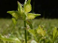Ranunculus muricatus 20, Stekelboterbloem, Saxifraga-Ed Stikvoort