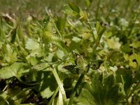Ranunculus muricatus 26, Stekelboterbloem, Saxifraga-Ed Stikvoort