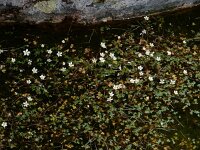 Ranunculus ololeucos 16, Witte waterranonkel, Saxifraga-Ed Stikvoort