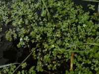 Ranunculus omiophyllus
