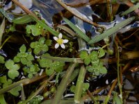 Ranunculus omiophyllus 2, Drijvende waterranonkel, Saxifraga-Ed Stikvoort