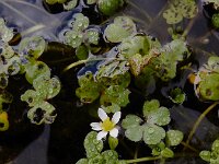 Ranunculus omiophyllus 3, Drijvende waterranonkel, Saxifraga-Ed Stikvoort