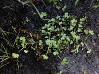 Ranunculus omiophyllus 4, Drijvende waterranonkel, Saxifraga-Ed Stikvoort