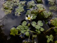 Ranunculus omiophyllus 5, Drijvende waterranonkel, Saxifraga-Ed Stikvoort