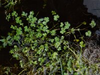 Ranunculus omiophyllus 6, Drijvende waterranonkel, Saxifraga-Ed Stikvoort