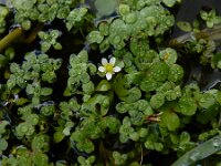 Ranunculus omiophyllus 7, Drijvende waterranonkel, Saxifraga-Ed Stikvoort