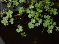 Ranunculus omiophyllus 8, Drijvende waterranonkel, Saxifraga-Ed Stikvoort