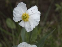Ranunculus parnassiifolius 2, Saxifraga-Willem van Kruijsbergen