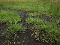 Ranunculus peltatus 10, Grote waterranonkel, Saxifraga-Hans Boll