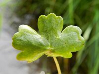Ranunculus peltatus 14, Grote waterranonkel, Saxifraga-Rutger Barendse