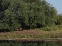 Ranunculus peltatus 3, Grote waterranonkel, Saxifraga-Hans Boll