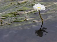 Ranunculus peltatus 31, Grote waterranonkel, Saxifraga-Jan Nijendijk