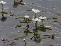 Ranunculus peltatus 32, Grote waterranonkel, Saxifraga-Jan Nijendijk