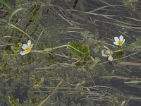 Ranunculus peltatus 33, Grote waterranonkel, Saxifraga-Willem van Kruijsbergen