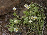 Ranunculus peltatus 34, Grote waterranonkel, Saxifraga-Willem van Kruijsbergen