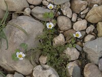 Ranunculus peltatus 35, Grote waterranonkel, Saxifraga-Willem van Kruijsbergen