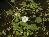 Ranunculus peltatus 36, Grote waterranonkel, Saxifraga-Willem van Kruijsbergen