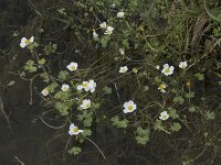 Ranunculus peltatus 37, Grote waterranonkel, Saxifraga-Willem van Kruijsbergen