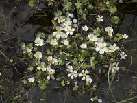 Ranunculus peltatus 38, Grote waterranonkel, Saxifraga-Willem van Kruijsbergen