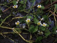 Ranunculus peltatus 4, Grote waterranonkel, Saxifraga-Hans Boll