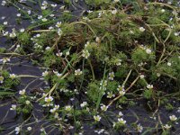 Ranunculus peltatus 5, Grote waterranonkel, Saxifraga-Hans Boll