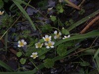 Ranunculus peltatus 9, Grote waterranonkel, Saxifraga-Hans Boll