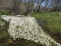 Ranunculus penicillatus