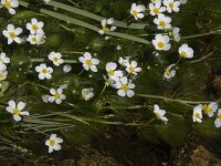 Ranunculus penicillatus 2, Penseelbladige waterranonkel, Saxifraga-Willem van Kruijsbergen