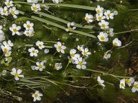 Ranunculus penicillatus 3, Penseelbladige waterranonkel, Saxifraga-Willem van Kruijsbergen