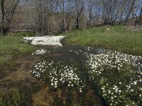 Ranunculus penicillatus 4, Penseelbladige waterranonkel, Saxifraga-Willem van Kruijsbergen