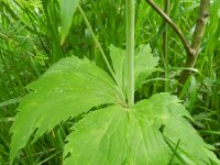 Ranunculus platanifolius 15, Saxifraga-Rutger Barendse