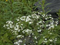 Ranunculus platanifolius 3, Saxifraga-Willem van Kruijsbergen