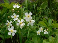 Ranunculus platanifolius 7, Saxifraga-Ed Stikvoort