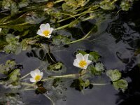Ranunculus pseudofluitans