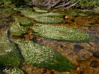 Ranunculus pseudofluitans 10, Basterdwaterranonkel, Saxifraga-Ed Stikvoort