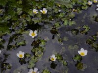 Ranunculus pseudofluitans 2, Basterdwaterranonkel, Saxifraga-Ed Stikvoort