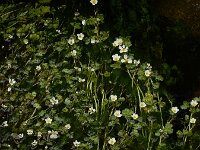 Ranunculus pseudofluitans 3, Basterdwaterranonkel, Saxifraga-Ed Stikvoort