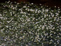 Ranunculus pseudofluitans 4, Basterdwaterranonkel, Saxifraga-Ed Stikvoort